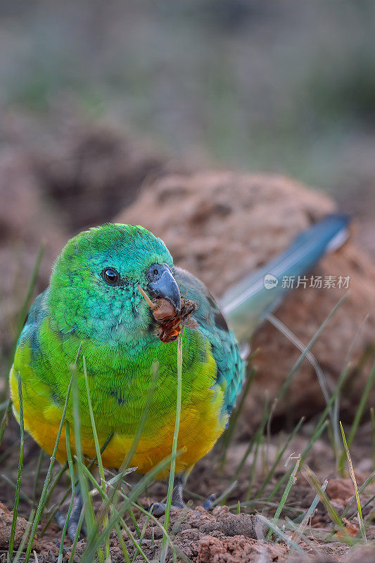 红作鹦鹉(Psephotus haematonotus)